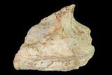 Oreodont (Merycoidodon) Jaw Section - South Dakota #146168-1